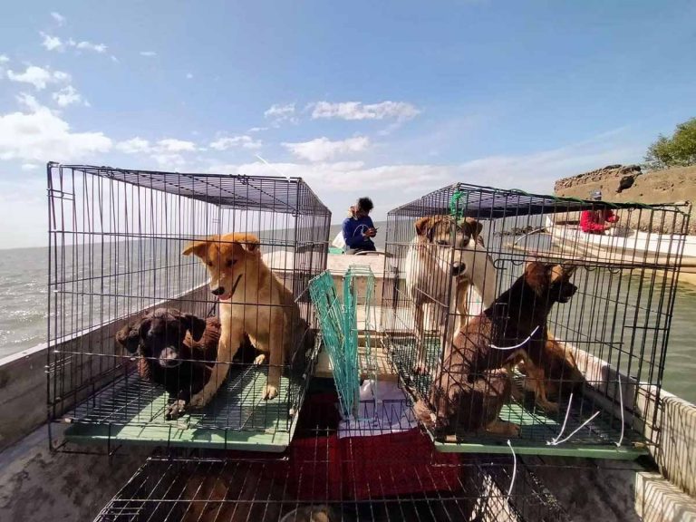 SMC, Animal Kingdom rescue abandoned animals in Taliptip, Bulakan