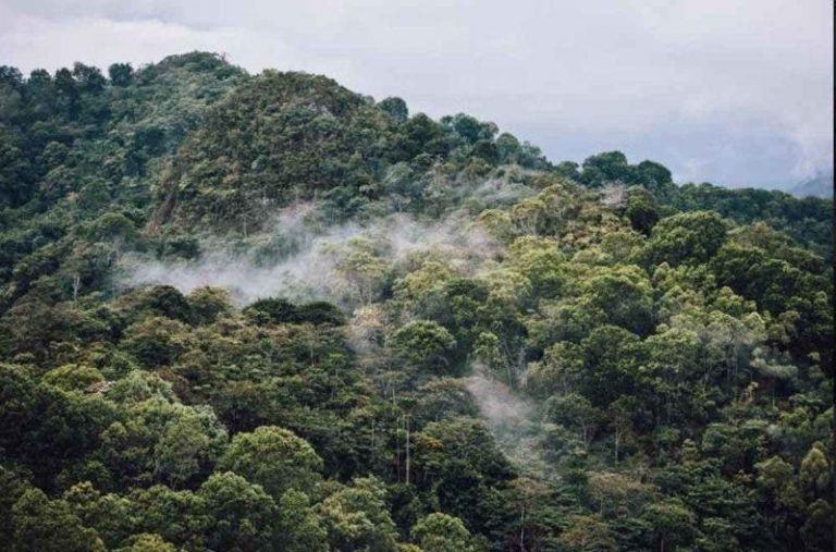 Globe encourages rainforestation