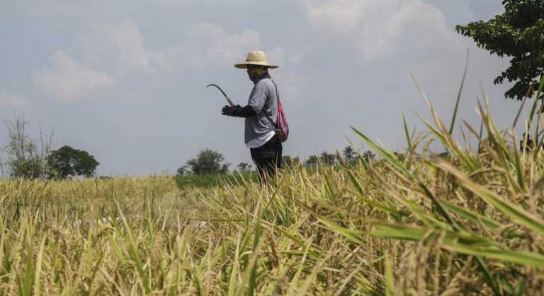 Agriculture credit council backs scheme for farmers setting up rural online businesses