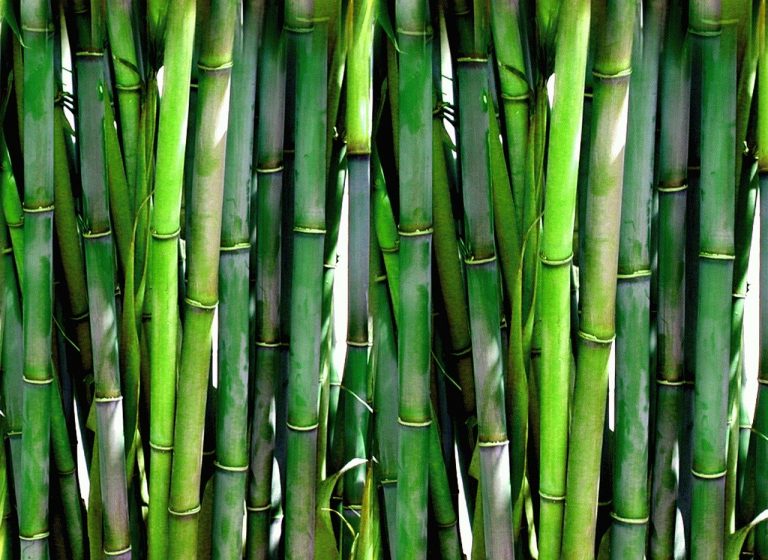 DENR orders bamboo planting along Cagayan River