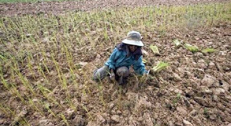 Rice researchers urged to focus on heat resistance