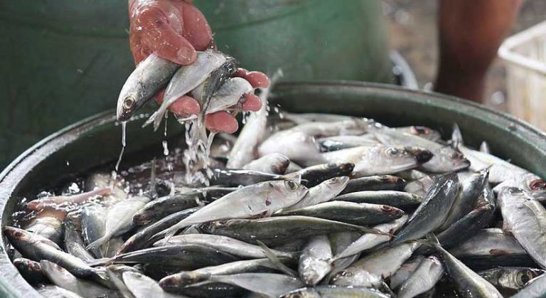 Fish supply declared sufficient until year’s end