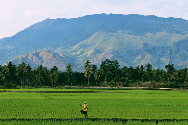 Small-scale farmers should focus on yield stability, embrace mobile money — experts