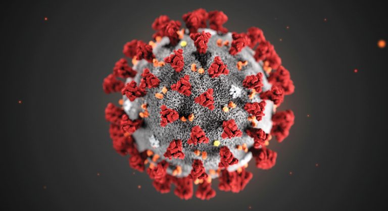Immune system can cause broad damage in COVID-19; dogs can detect coronavirus in people