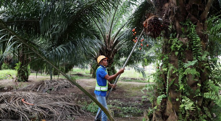 Tropical food farmers must grow more on less land, as climate policy shifts