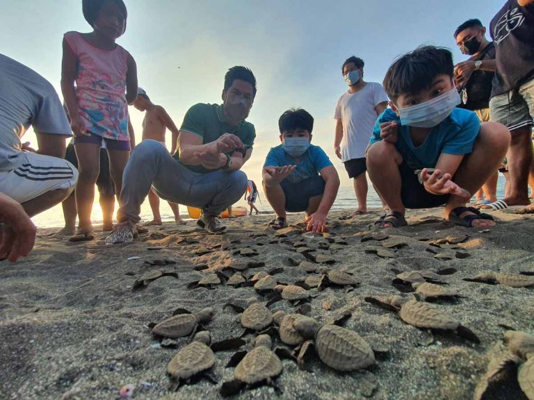 Turtle hatchlings released to sea in Noveleta, Cavite