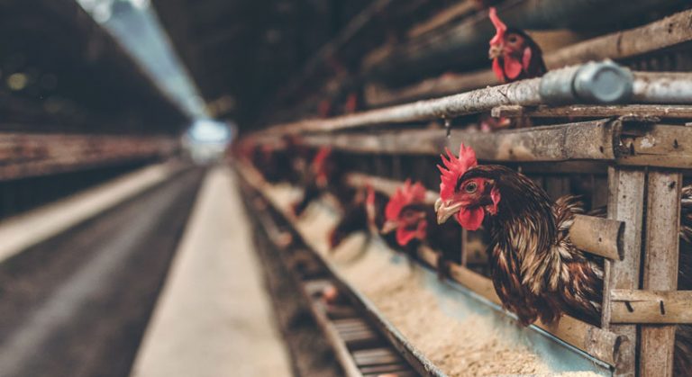 PHL bans poultry imports from parts of Denmark, the Netherlands, France