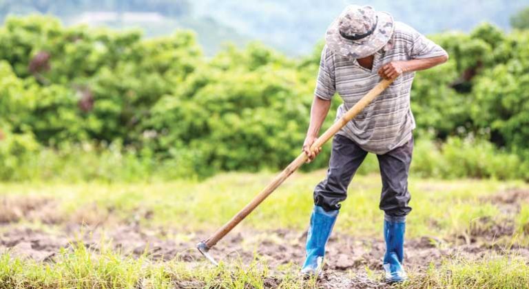 P1B added to LANDBANK farmer lending program P1B added to LANDBANK farmer lending program