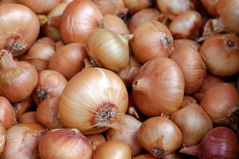 India lifts ban on onion exports as prices plunge India lifts ban on onion exports as prices plunge