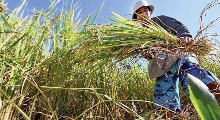 Senate okays cash aid measure for farmers hit by typhoons