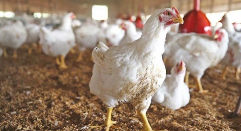 Agri dep’t lifts suspension on poultry imports from Brazil