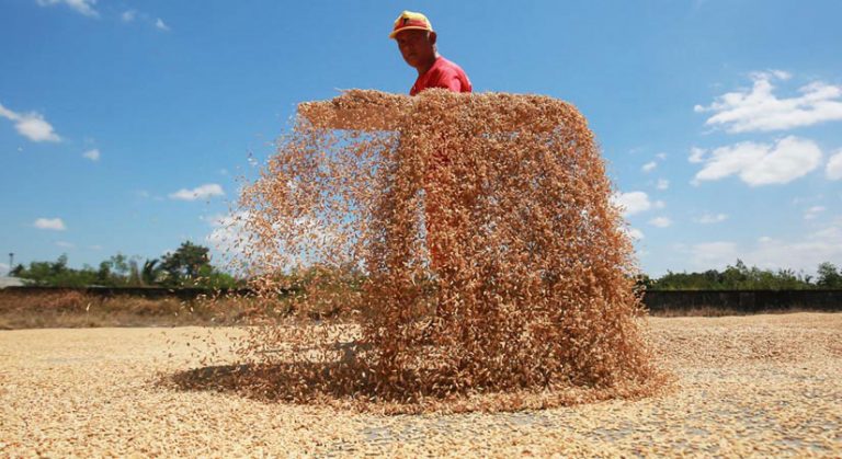 Farmgate price of palay rises 1.6% in late Nov.