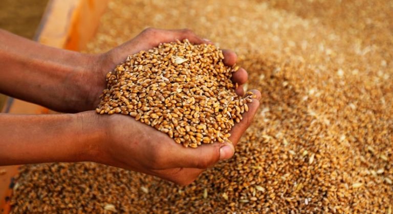 PHL wheat import outlook cut on weak animal feed demand PHL wheat import outlook cut on weak animal feed demand