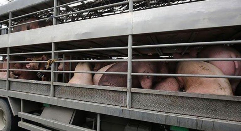 IATF OKs special hog lanes