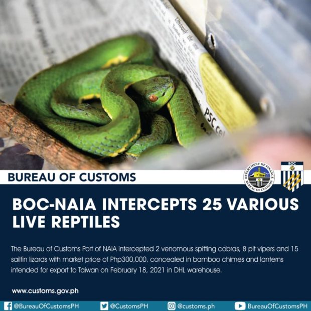 BOC intercepts 25 live reptiles concealed in Taiwan-bound parcel