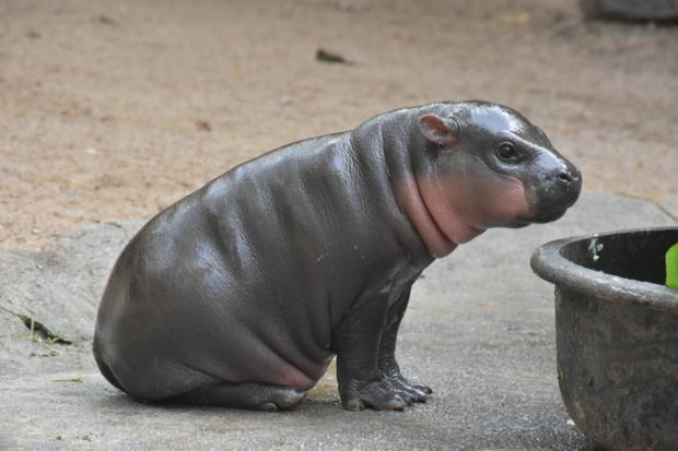 Thai zoo’s baby pygmy hippo makes first public appearance, needs name