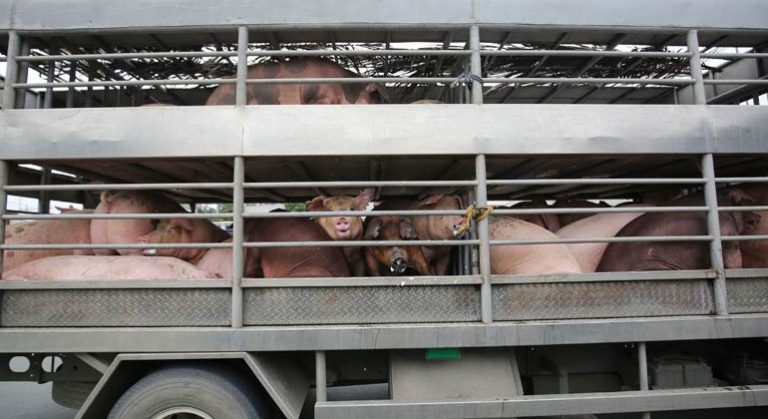 Caps set on landed cost of hogs shipped to Metro Manila