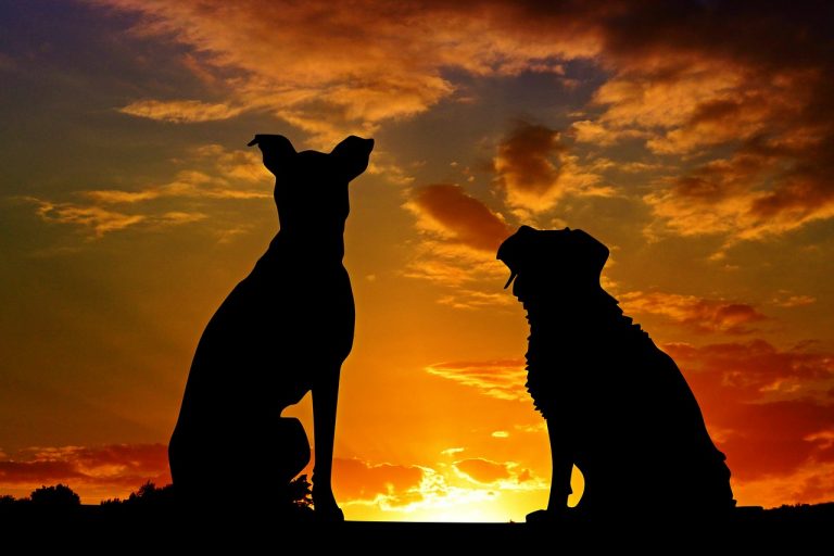 German sniffer dogs detect COVID-19 with 94% accuracy