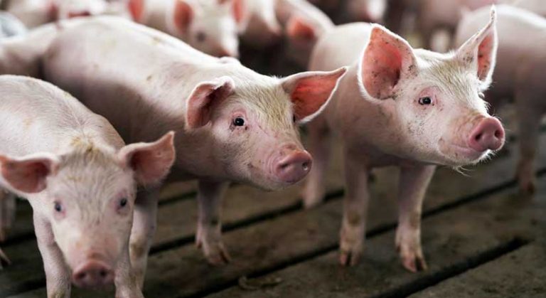 Gov’t to subsidize cost of pork shipments from distant farms