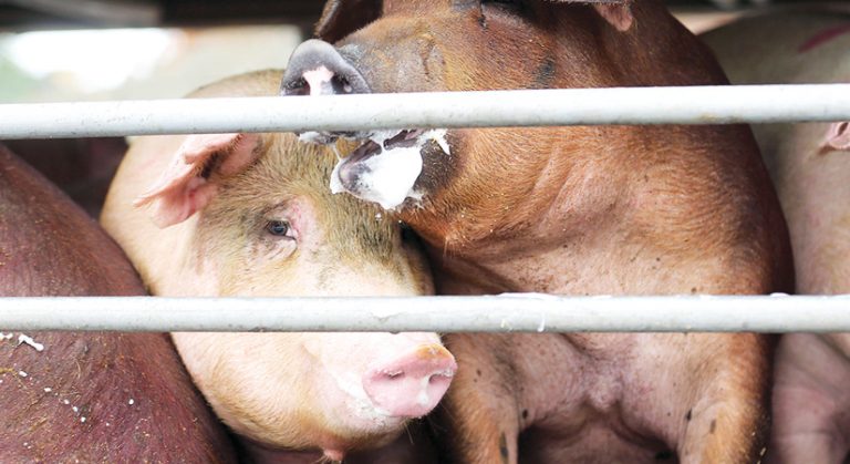 Regions authorized to realign funds for hog transport to Metro Manila
