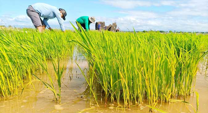Better rice yields raise farmer income by  P7,000 per hectare