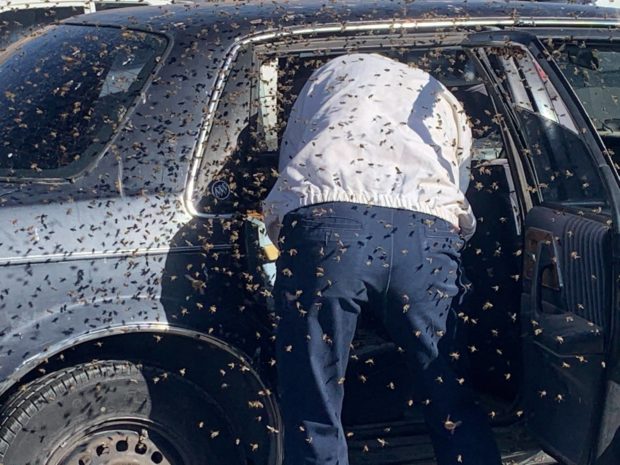 Man leaves car windows open while shopping; 15,000 bees invade vehicle