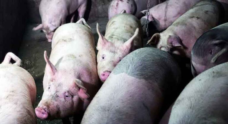 Payouts for hog farmers doubled to encourage swine fever reporting