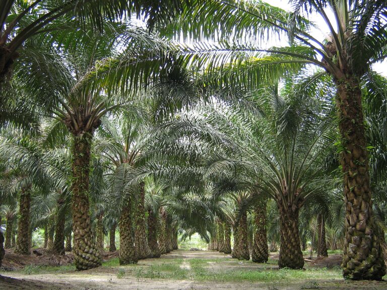 Rats, drought and labor shortages eat into global edible oil recovery 