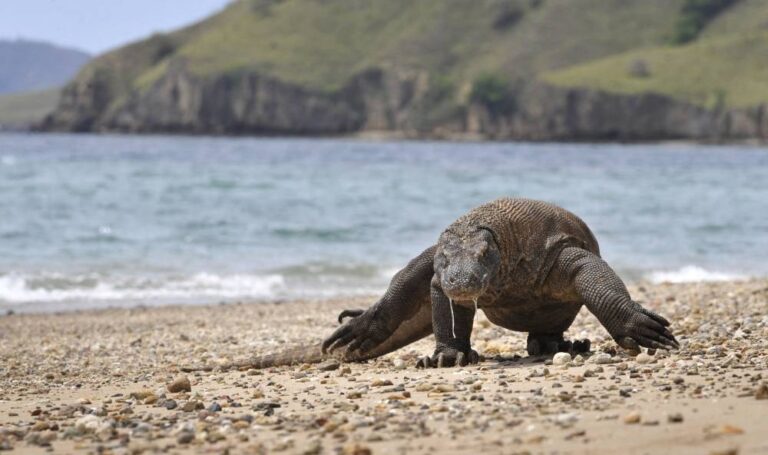 Komodo dragon, 2-in-5 shark species lurch towards extinction