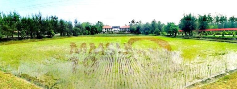 Rice field as canvas – in honor of MMSU founder’s father