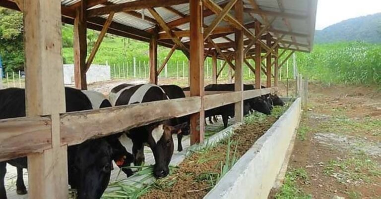 Camiguin dairy distributes milk to 2,777 undernourished kids