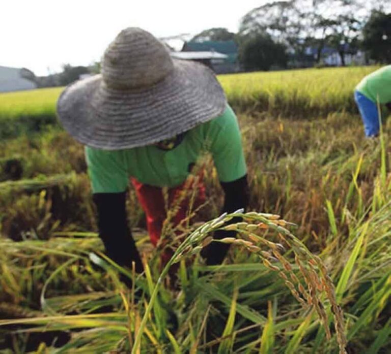 Price of palay in Central Luzon plummets