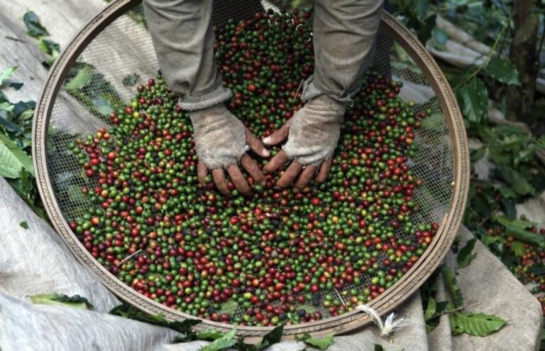 Coffee crop being evaluated for pest, disease resistance