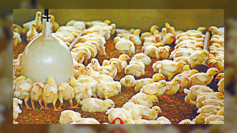 Ban on poultry imports from Japan lifted  