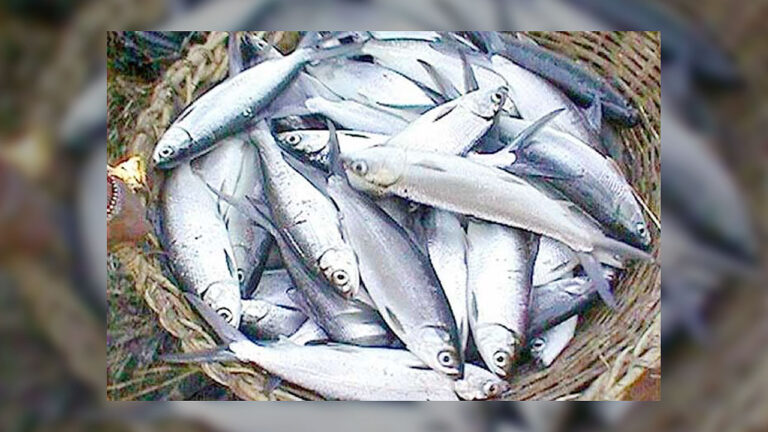 Aquaculture industry says fish supply ‘sufficient’ after recent typhoons 