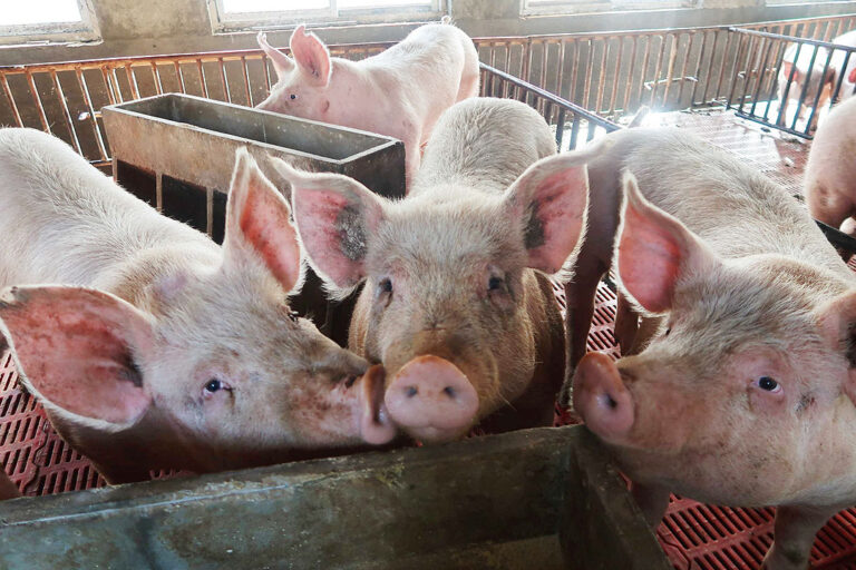 Hog raisers say industry can’t withstand pork import surge