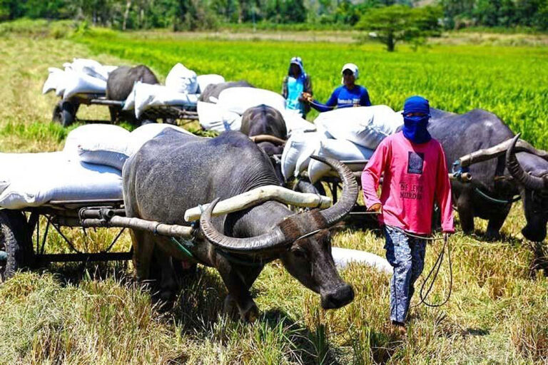 Customs collects nearly P11.7 billion in rice tariffs