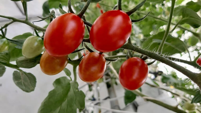 Gov’t to help transport, sell tomatoes from Cordillera 