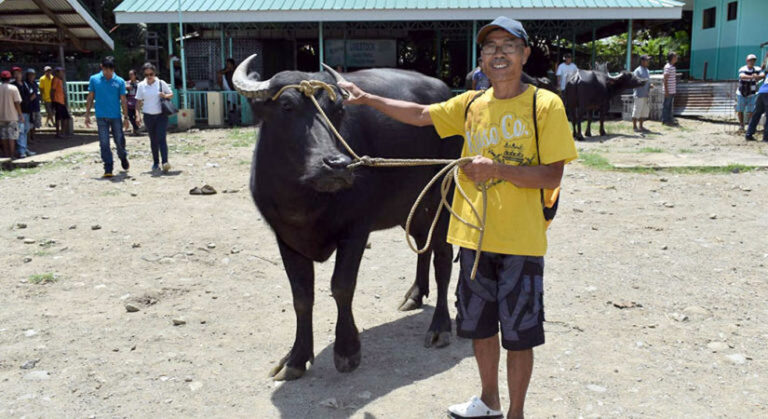 Carabao industry strategy to expand herd, increase milk, meat output