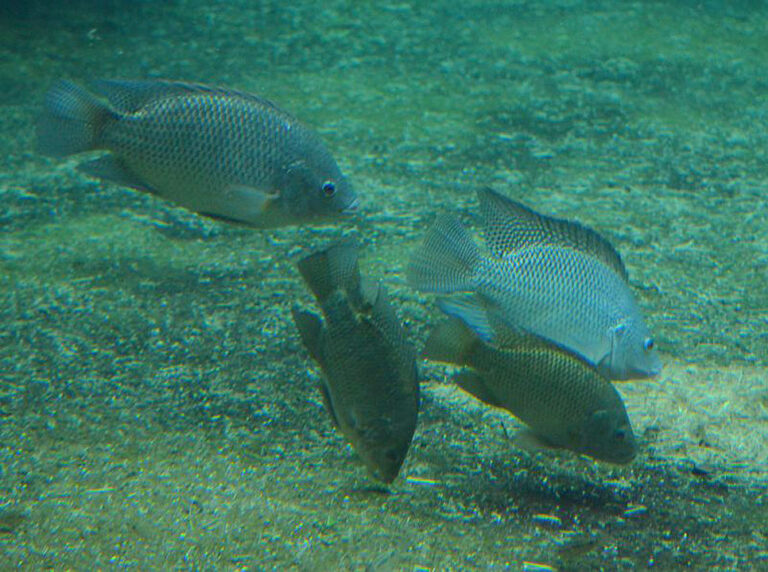 PHL waters being taken over by invasive fish 