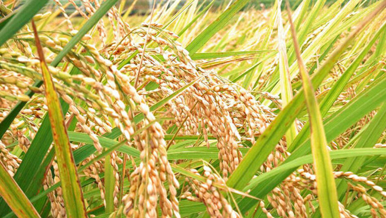 SINAG says palay farmgate price at P10-13