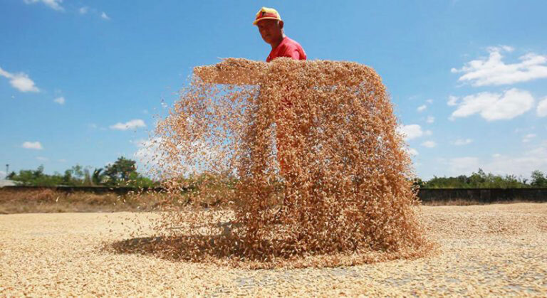 Farmers seek relief as palay prices drop below cost of production