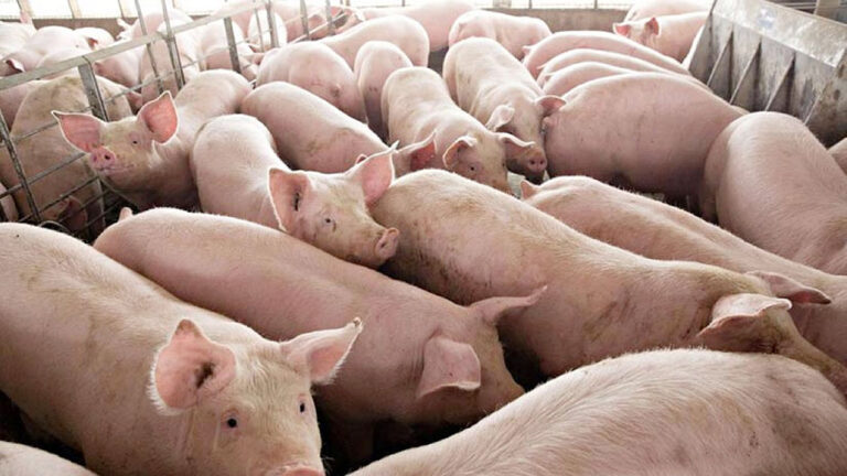 Pork industry seeks relief from imports amid low farmgate prices 