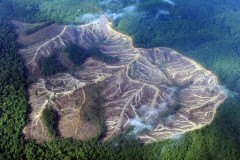 UN deforestation scheme under scrutiny after Indonesia debacle