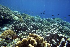 Global warming kills 14 percent of world’s corals in a decade