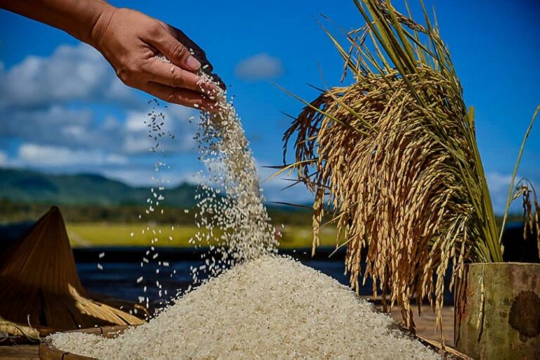 South Cotabato to buy local rice at higher price