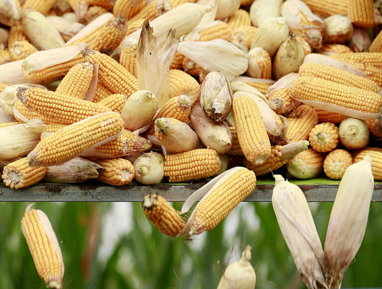 Corn tariff review to wrap up this month  