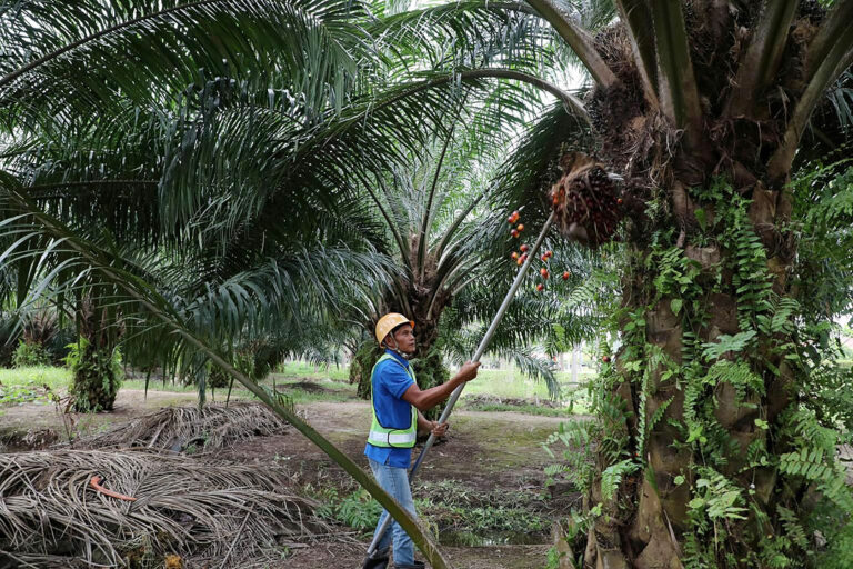 BoC investigating possible misdeclaration of palm oil imports