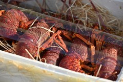 900 kg of live lobsters seized in Hong Kong