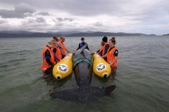 Giant rubber whale helps Kiwi rescuers battle beachings